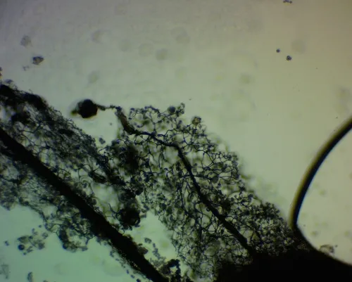 Stemonitis flavogenita