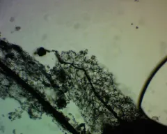 Stemonitis flavogenita thumbnail 1