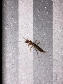 Marys Peak Ice Cricket thumbnail 3
