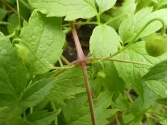 Clematis serratifolia thumbnail 2