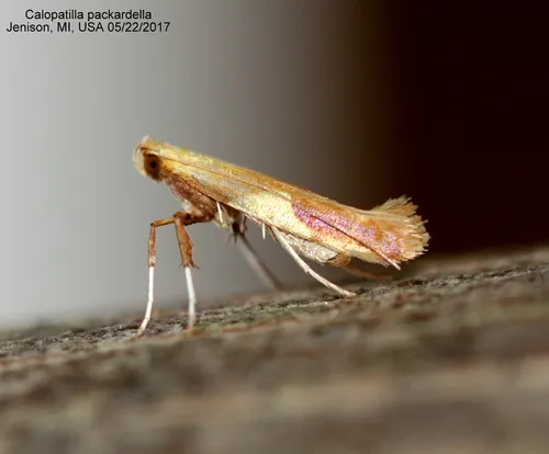 Caloptilia packardella