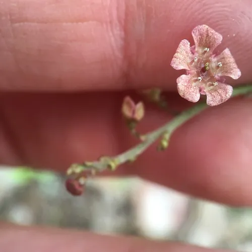 northern redcurrant