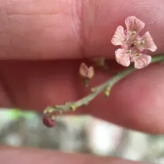 northern redcurrant thumbnail 1