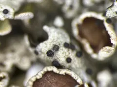 Abrothallus caerulescens thumbnail 2
