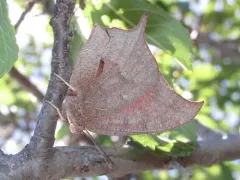 Goatweed Leafwing thumbnail 3