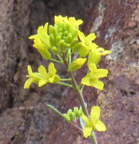flaxleaf plainsmustard