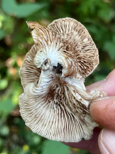 Crepidotus alnicola