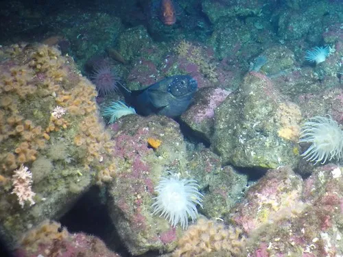 Prowfish