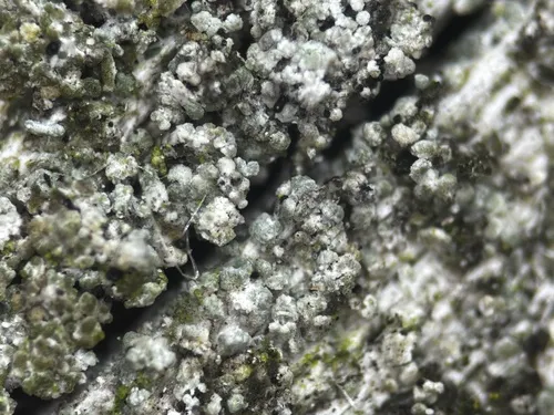 Protoparmelia hypotremella