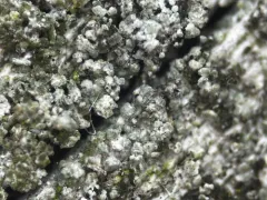 Protoparmelia hypotremella thumbnail 1