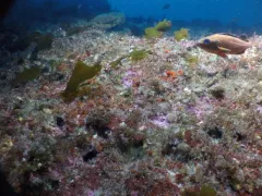 Harlequin Rockfish thumbnail 3