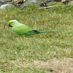 Rose-ringed Parakeet thumbnail 1
