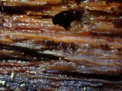 Dacryonaema rufum thumbnail 2
