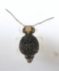 Bourletiella juanitae thumbnail 2