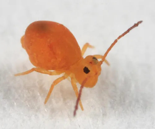 Dicyrtoma aurata