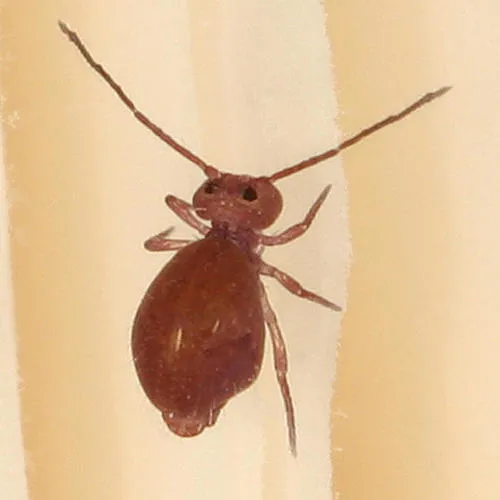 Ptenothrix unicolor