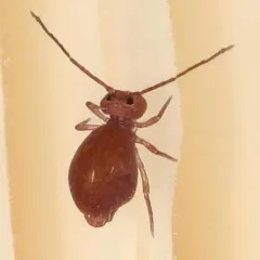 Ptenothrix unicolor thumbnail 1
