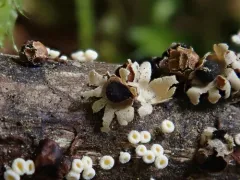 Polyschismium trevelyanii thumbnail 3