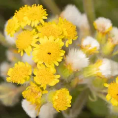 Marsh Fleawort thumbnail 2