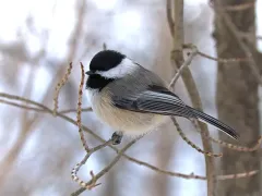 Black-capped Chickadee thumbnail 4
