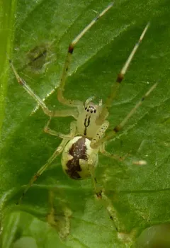 hammock spider thumbnail 5