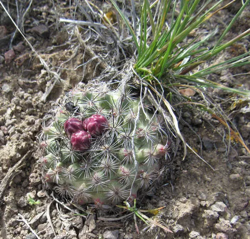 Mountain Ball Cactus