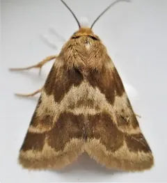 Lynx Flower Moth thumbnail 3