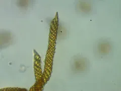 Oligonema favogineum thumbnail 4