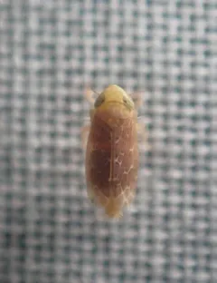 Polyamia apicata thumbnail 2