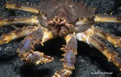 Blue King Crab thumbnail 1