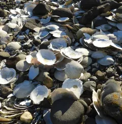 Atlantic deep-sea scallop thumbnail 2