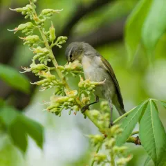 Tennessee Warbler thumbnail 4