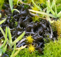 Antlered Jellyskin Lichen thumbnail 1