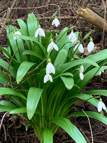 Green Snowdrop