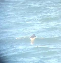 Thick-billed Murre thumbnail 2