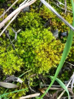 Soft-tufted Beard-moss thumbnail 4