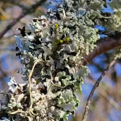 Black Stone Flower thumbnail 2