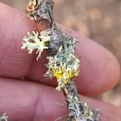 Fringed Rosette Lichen thumbnail 4