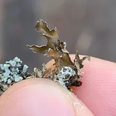 Powdered Wrinkle Lichen thumbnail 2