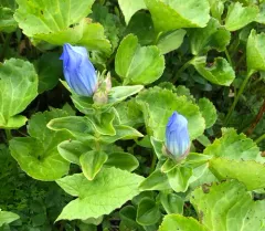 Broad-petal Gentian thumbnail 2