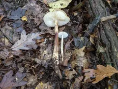 Oudemansiella rubrobrunnescens thumbnail 3