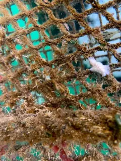 East Pacific Tunicate Flatworm thumbnail 2