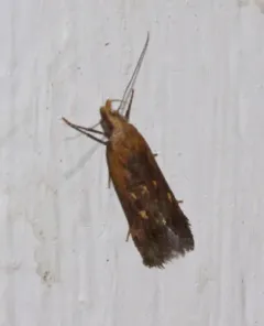 Copa Dichomeris Moth thumbnail 4