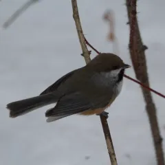 Boreal Chickadee thumbnail 2