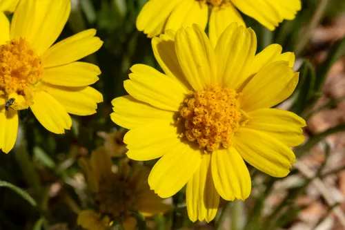 Torrey's Four-nerved Daisy