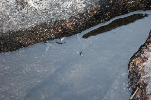 Antlered Fairy Shrimp