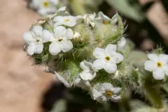 Limestone Cat's-Eye thumbnail 3