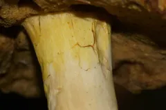 Boletus gertrudiae thumbnail 2