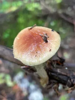 Pholiota humii thumbnail 1