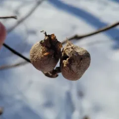 Hackberry Petiole Gall Psyllid thumbnail 2